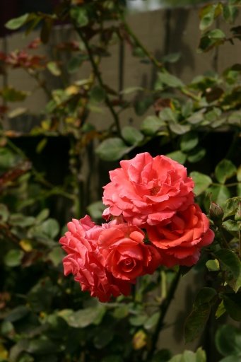 a_0090.jpg